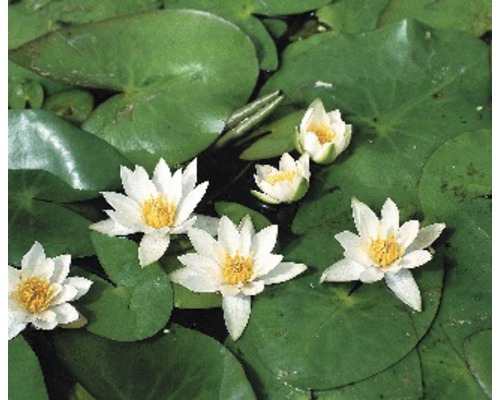 Seerosen mit grünen Blättern auf dem Wasser