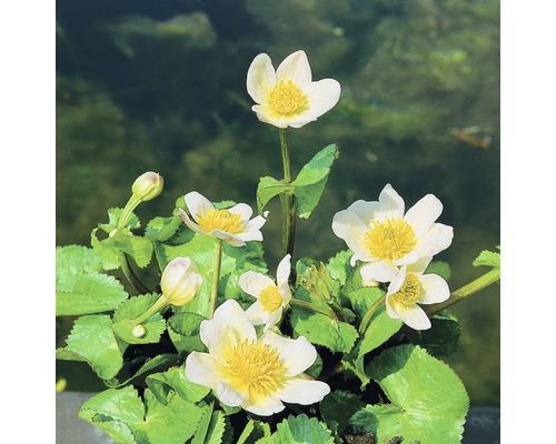 Caltha des marais blanc FloraSelf Caltha palustris 'Alba' H 10-40 cm Co 0,6 L Populage des marais avec des fleurs blanches et des étamines jaunes