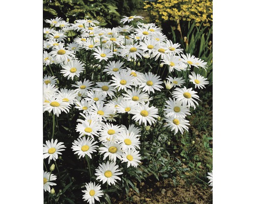 Gruppe von Margeriten mit weißen Blütenblättern und gelber Mitte im Garten