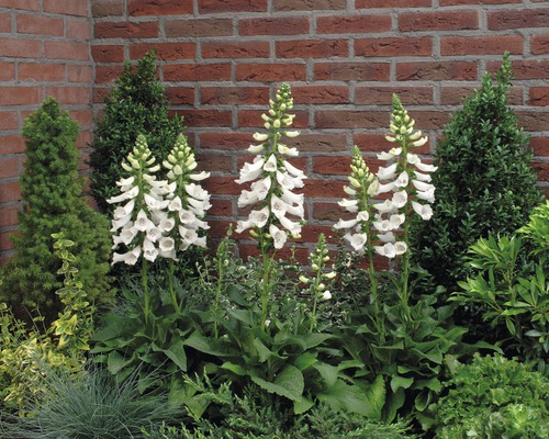 Digitale pourpre FloraSelf Digitalis purpurea Co 3 l assorti, sélection aléatoire de variétés