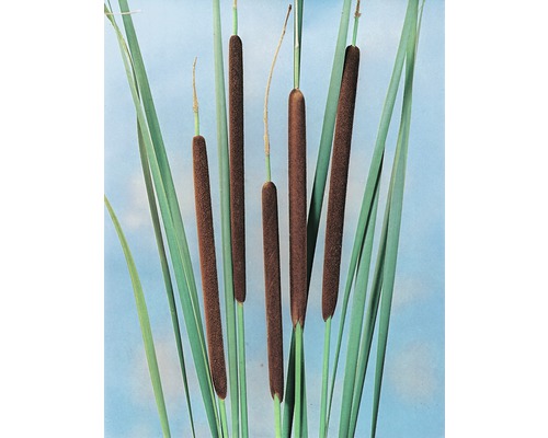 Schmalblätriger Rohrkolben FloraSelf Typha angustifolia H 10-120 cm Co 0,6 L