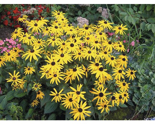 Groupe de plantes Rudbeckia avec des pétales jaunes et des centres noirs dans le jardin.