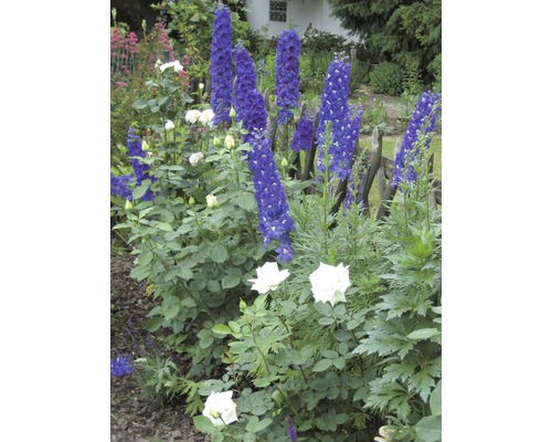 Dauphinelles FloraSelf Delphinium x Hybride h 10-40 cm Co 3 l diff. variétés Parterre de fleurs avec des pieds-d''alouette et des roses dans le jardin