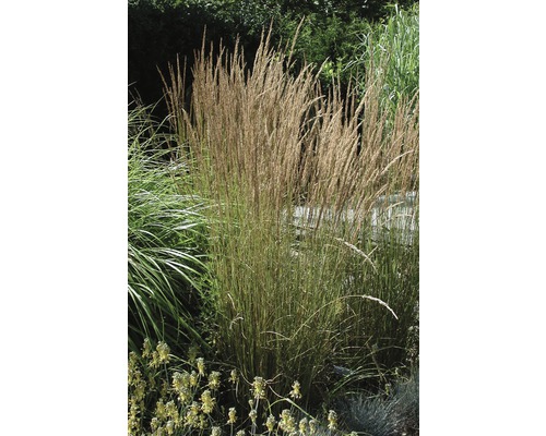 Gourbet FloraSelf Calamagrostis x acutiflora 'Karl Foerster' h 10-60 cm Co 3 l Image de plantes de Molinie dans le jardin.