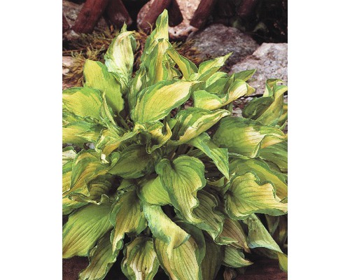 Funkie FloraSelf Hosta-Cultivars H 5-20 cm Co 3 L grün versch. Sorten