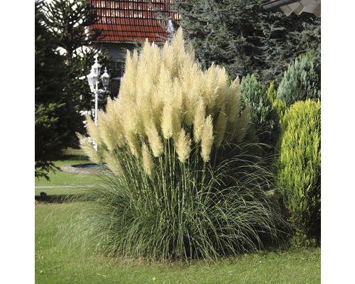 Kleines Pampasgras, Zwerg-Pampasgras FloraSelf Cortaderia selloana 'Pumila' H 15-100 cm Co 6 L Kleines Pampasgras, Zwerg-Pampasgras FloraSelf Cortaderia selloana 'Pumila' H 15-100 cm Co 6 L