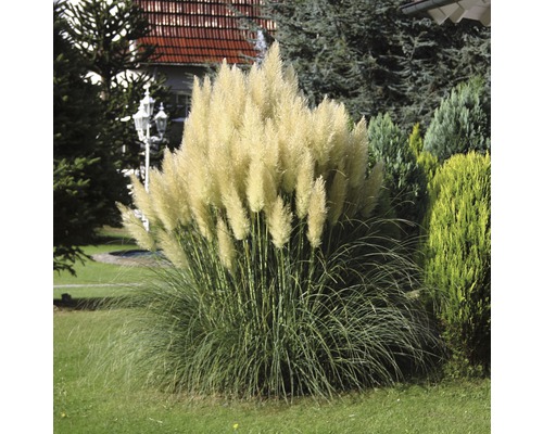 Petite herbe de la pampa, herbe de la pampa naine FloraSelf Cortaderia selloana 'Pumila' H 15-100 cm Co 6 L