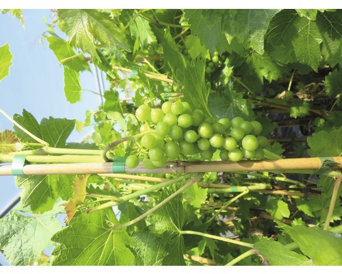 Pied de vigne ROBUSTAREBE® Excelsior moyen, 90-120 cm vert