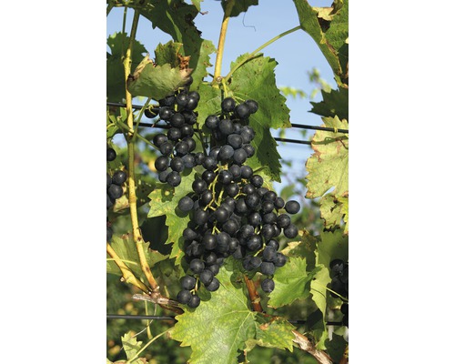 Pied de vigne ROBUSTAREBE® Muscat Bleu moyen, 90-120 cm bleu foncé