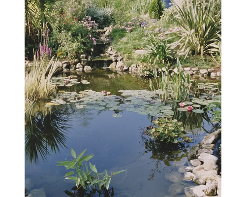 Étang avec nénuphars, pierres et diverses plantes dans le jardin.