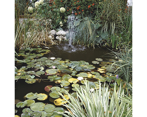 Bassin de jardin avec nénuphars, fontaine et plantes de berge