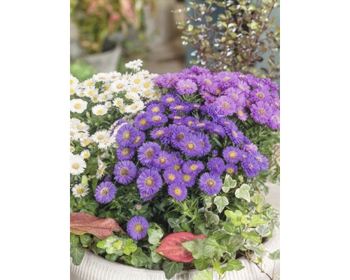 Arrangement aus weißen und violetten Herbstastern in einem Topf
