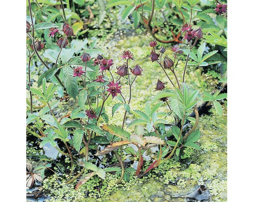 Potentille des marais FloraSelf Potentilla palustris H 10-40 cm Co 0,6 L