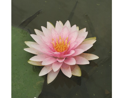 Nénuphar FloraSelf Nymphaea-Hybride 'Madame D'Wilfron Gonnere' H 10-20 cm Co 1 L