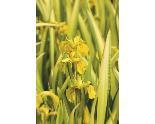Sumpfschwertlilie FloraSelf Iris pseudacorus 'Variegata' H 10-70 cm Co 0,6 L