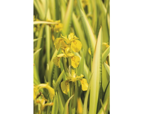 Iris des marais 15-25 cm jaune