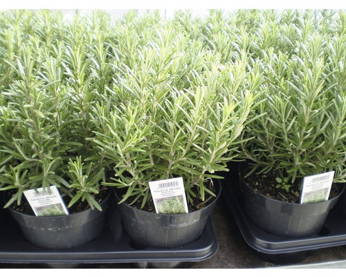 Plusieurs plants de romarin en pots