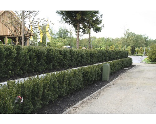 12 x if FloraSelf Taxus baccata h 60-80 cm en ClickCo pour env. 4 m de haie