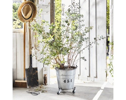 Szene mit Eukalyptuspflanze im Metalleimer auf Rollen, Schaufel und Strohhut
