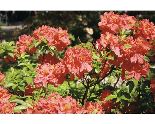 Rhododendron rouge, 30 - 40 cm