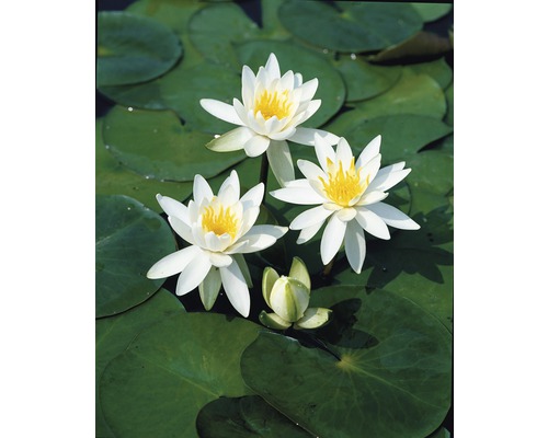 Nénuphar FloraSelf Nymphaea-Hybride 'Odorata Alba' H&nbsp;10-20&nbsp;cm Co 1&nbsp;L