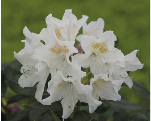Rhododendron des Alpes à grosses fleurs FloraSelf Rhododendron Hybride blanc H 30-40 cm Co 5 L