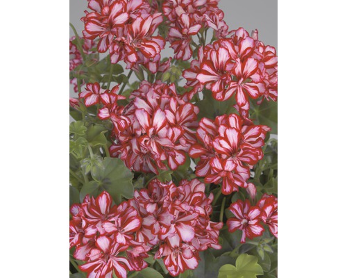 Fleurs de géranium avec pétales rayés