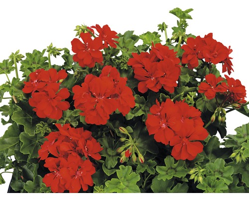 Fleurs de géranium rouge avec des feuilles vertes