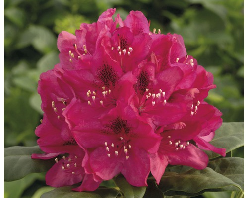 Nahaufnahme einer blühenden, purpurfarbenen Rhododendronpflanze