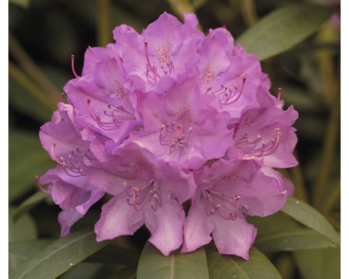 Rhododendron à grosses fleurs FloraSelf Rhododendron Hybride rose H 50-60 cm Co 7 L
