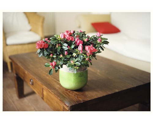 Azalee in Keramiktopf auf einem Holztisch