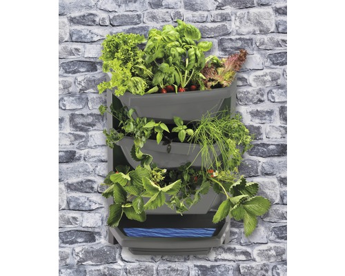 Jardin mural avec salade, basilic, herbes aromatiques et fraises sur un mur en pierre