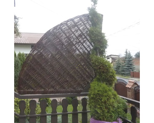 Clôture de confidentialité demi-ronde en osier à côté d''un thuya dans le jardin.