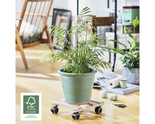 Plante d''intérieur en pot sur un support à roulettes avec roulettes et label FSC