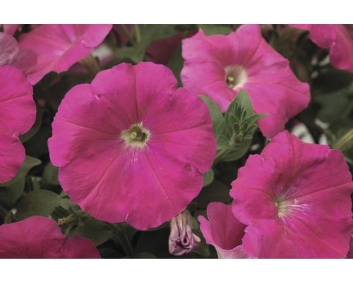 Gros plan de fleurs de pétunia roses