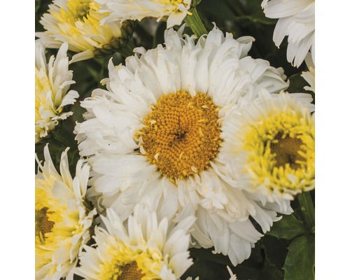 Gros plan de fleurs de marguerite