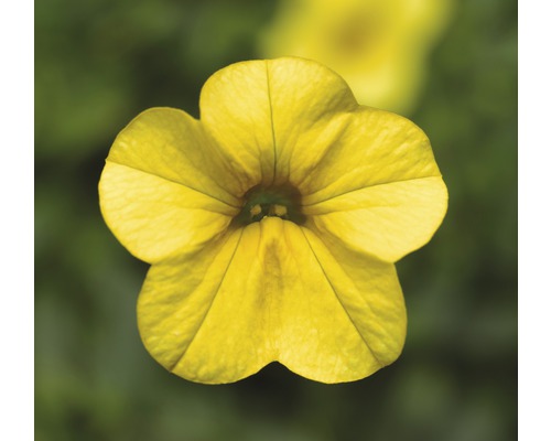Fleur de calibrachoa jaune en détail
