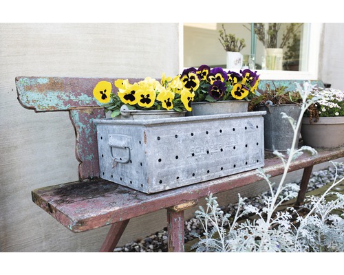 Banc vintage avec jardinière en métal et pensées colorées