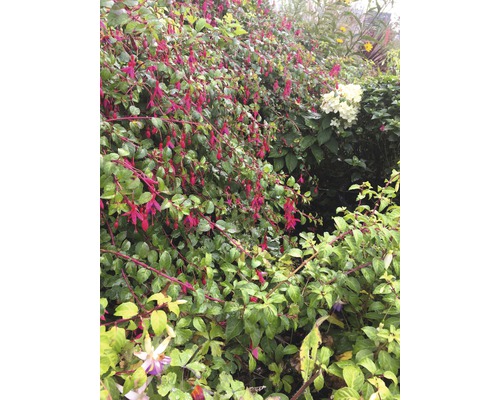 Fuchsias avec des feuilles vertes dans le jardin