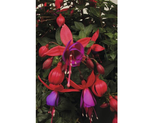 Fuchsia fleurissant avec des fleurs rouges et violettes
