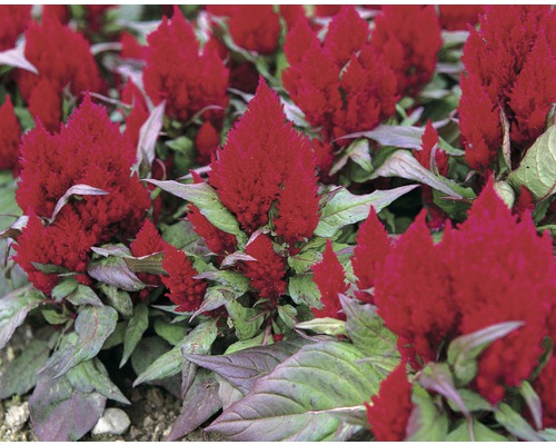 Gros plan de fleurs de crête de coq avec des feuilles