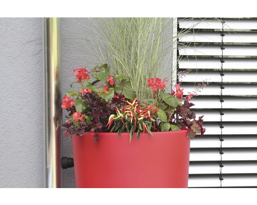 Regenwassertank mit Bepflanzung aus Ziergräsern, Begonien und Zierpaprika