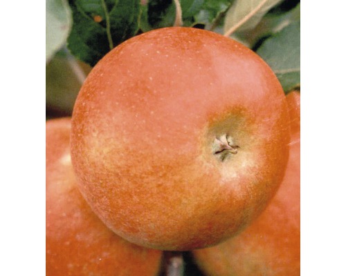 Pommier ELSTAR FloraSelf CO 7.5, 140-160 cm Pommier ELSTAR FloraSelf CO 7.5, 140-160 cm