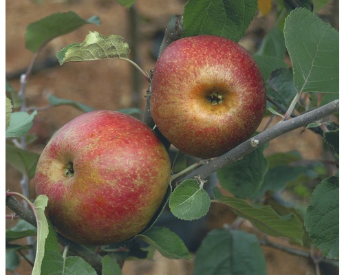 Deux pommes rouges poussent sur un arbre.