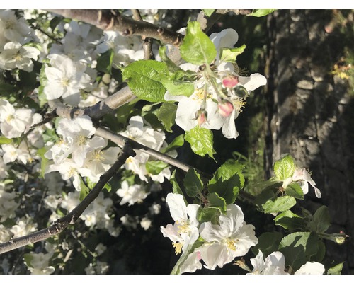 Fleurs de pommier sur une branche