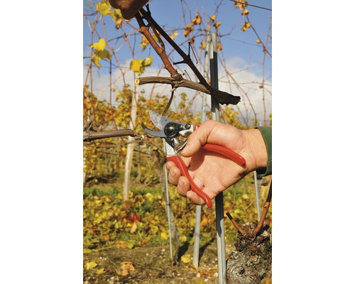 Une personne coupe une vigne avec un sécateur.