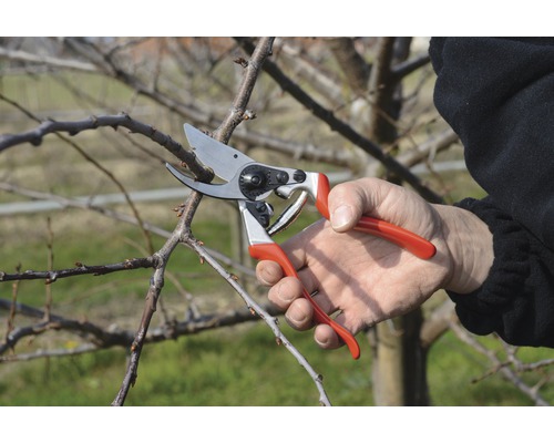 Jardinage: Personne coupant une branche avec un sécateur