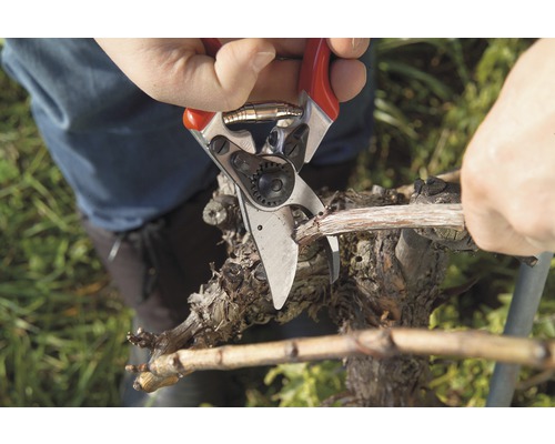 Une personne coupe une branche de vigne avec un sécateur.