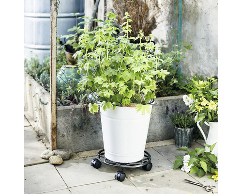 Pflanze in einem Eimer auf einem Pflanzenroller für den Aussenbereich.