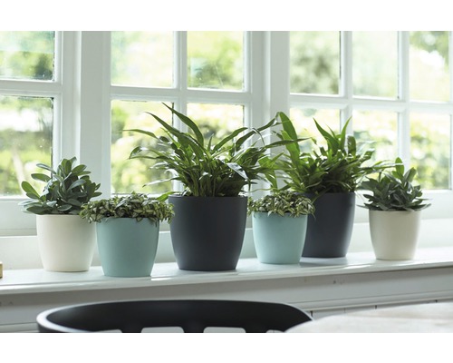 Plusieurs plantes d''intérieur dans des pots sur un rebord de fenêtre